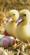 New mobile wallpapers - free download. Birds, Ducks, Animals picture and image for mobile phones.