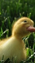 Birds, Ducks, Animals for Samsung Galaxy Chat