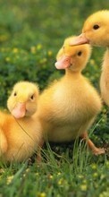 New mobile wallpapers - free download. Birds,Ducks,Animals picture and image for mobile phones.