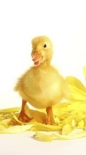 New mobile wallpapers - free download. Birds,Ducks,Animals picture and image for mobile phones.