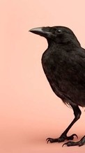 Birds,Crows,Animals for Lenovo S820
