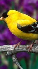 Birds,Animals for HTC Desire 510
