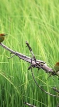 Birds,Animals for HTC Wildfire
