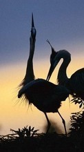 Animals, Birds, Cranes for Sony Ericsson txt pro