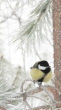 New mobile wallpapers - free download. Birds,Animals,Winter picture and image for mobile phones.