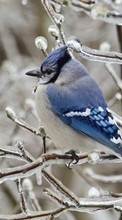 New 360x640 mobile wallpapers Animals, Winter, Birds free download.