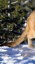New mobile wallpapers - free download. Animals, Winter, Puma picture and image for mobile phones.