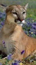 New 320x480 mobile wallpapers Animals, Puma free download.