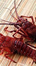 New mobile wallpapers - free download. Crayfish,Animals picture and image for mobile phones.