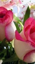 New 360x640 mobile wallpapers Plants, Flowers, Roses, Postcards, March 8, International Women's Day (IWD) free download.