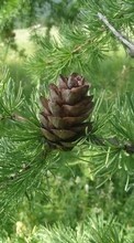 New mobile wallpapers - free download. Plants,Cones picture and image for mobile phones.
