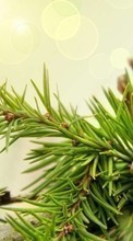 New mobile wallpapers - free download. Plants, Cones, Pine picture and image for mobile phones.