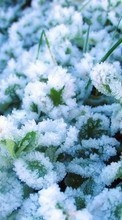 New 128x160 mobile wallpapers Plants, Snow free download.
