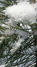 New mobile wallpapers - free download. Plants,Snow,Pine picture and image for mobile phones.