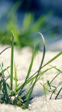 New mobile wallpapers - free download. Plants, Snow, Grass picture and image for mobile phones.