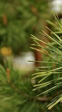 New mobile wallpapers - free download. Plants, Pine picture and image for mobile phones.