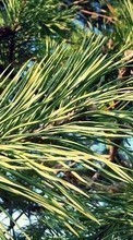New mobile wallpapers - free download. Plants,Pine picture and image for mobile phones.