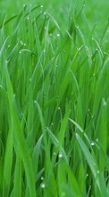 New mobile wallpapers - free download. Plants, Grass picture and image for mobile phones.