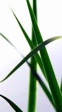 Plants, Grass for HTC EVO 4G