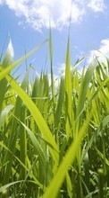 Plants, Grass for Samsung Galaxy S6