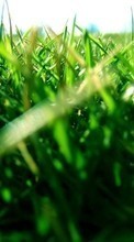 Plants, Grass for HTC HD7