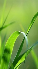 New mobile wallpapers - free download. Plants,Grass picture and image for mobile phones.