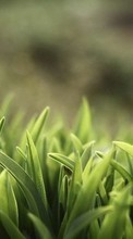 Plants,Grass for Sony Xperia Z1