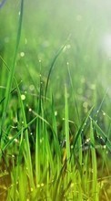 Plants, Grass for LG Optimus Link P690