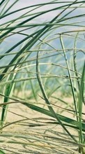 Plants,Grass for HTC Desire 626
