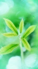 New 240x320 mobile wallpapers Plants free download.