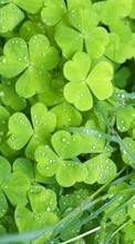 New mobile wallpapers - free download. Plants, Shamrock picture and image for mobile phones.