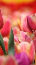 New mobile wallpapers - free download. Plants, Tulips picture and image for mobile phones.