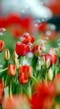 New mobile wallpapers - free download. Plants,Tulips picture and image for mobile phones.