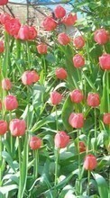 New mobile wallpapers - free download. Plants, Tulips picture and image for mobile phones.