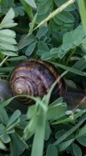 New 240x400 mobile wallpapers Animals, Plants, Snails free download.