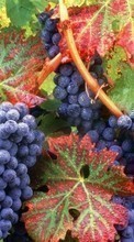 New mobile wallpapers - free download. Plants,Grapes picture and image for mobile phones.