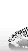 Pictures, Tigers, Animals for Lenovo A7000
