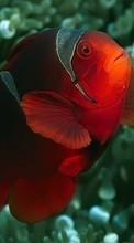 New 128x160 mobile wallpapers Animals, Fishes, Clown fish free download.