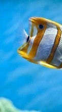 New mobile wallpapers - free download. Fishes, Animals picture and image for mobile phones.