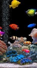 New mobile wallpapers - free download. Fishes, Animals picture and image for mobile phones.