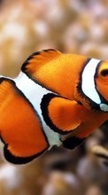 New 1024x600 mobile wallpapers Animals, Fishes free download.