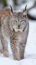 New mobile wallpapers - free download. Bobcats, Snow, Animals, Winter picture and image for mobile phones.