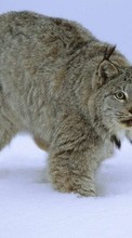 New mobile wallpapers - free download. Animals, Winter, Snow, Bobcats picture and image for mobile phones.