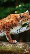 Bobcats,Animals for LG V10