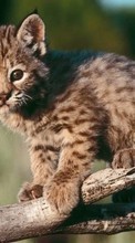 New mobile wallpapers - free download. Animals, Bobcats picture and image for mobile phones.