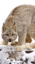 New mobile wallpapers - free download. Bobcats,Animals,Winter picture and image for mobile phones.