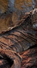 New 240x400 mobile wallpapers Animals, Lizards, Varans free download.