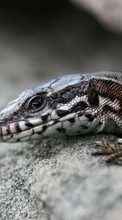 New 360x640 mobile wallpapers Animals, Lizards free download.