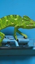 Lizards, Animals for HTC Desire 300