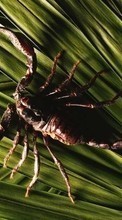 New 360x640 mobile wallpapers Animals, Scorpions free download.